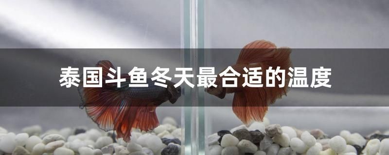 泰國(guó)斗魚冬天最合適的溫度