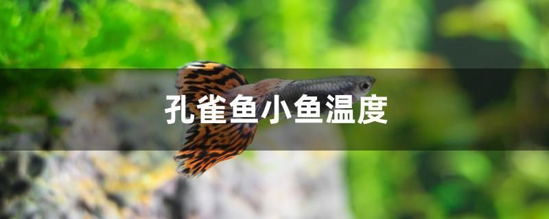 孔雀魚小魚溫度 觀賞龜/鱉飼料 第1張