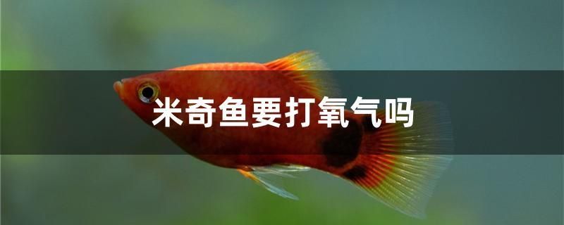 米奇魚要打氧氣嗎 PH調(diào)節(jié)劑 第1張