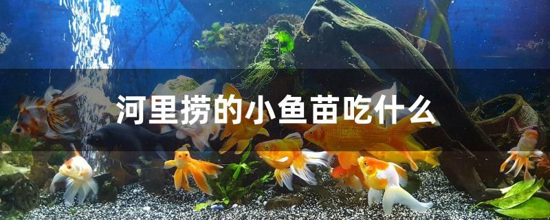 河里撈的小魚苗吃什么 國產(chǎn)元寶鳳凰魚 第1張