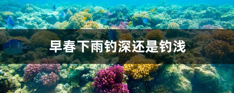 早春下雨釣深還是釣淺 觀賞魚進(jìn)出口 第1張