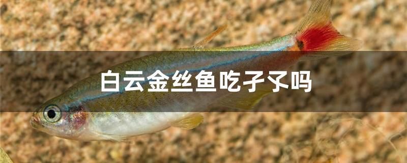 白云金絲魚吃孑孓嗎