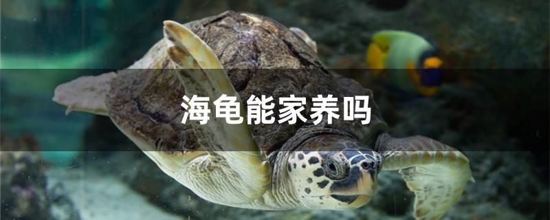 海龜能家養(yǎng)嗎 金老虎魚 第1張