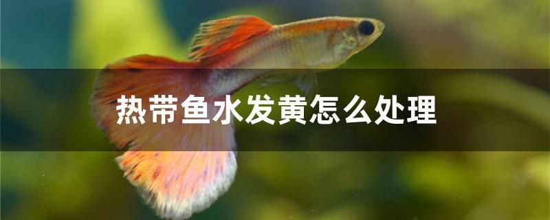 自制小型魚缸換水器（大家魚缸都是怎么換水的，具體步驟，方）