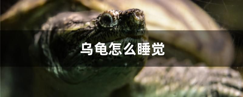 烏龜怎么睡覺 紅白錦鯉魚 第1張