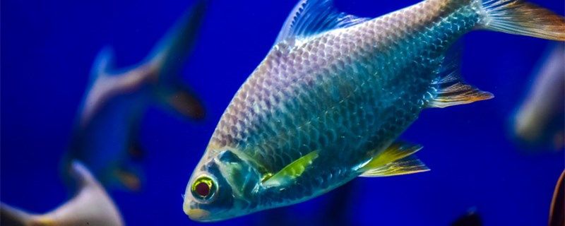 慶大霉素對(duì)魚有傷害嗎慶大霉素怎么用 廣州水族器材濾材批發(fā)市場 第1張