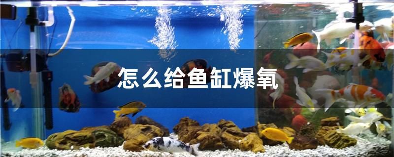 怎么給魚缸爆氧 黃金達(dá)摩魚 第1張