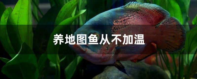 養(yǎng)地圖魚從不加溫行不行 帝王三間魚 第1張