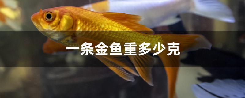 一條金魚(yú)重多少克 泰國(guó)雪鯽魚(yú) 第1張