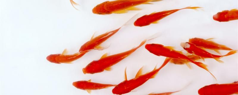 小金魚吃什么東西什么時(shí)候才能喂魚飼料 祥禾Super Red紅龍魚 第1張