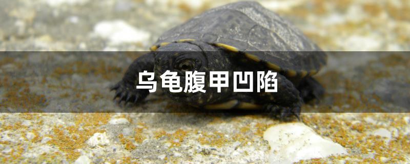 烏龜腹甲凹陷是怎么回事