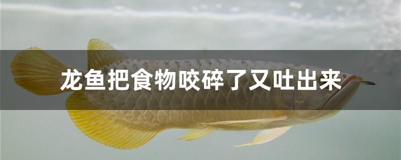 龍魚把食物咬碎了又吐出來(lái)怎么辦