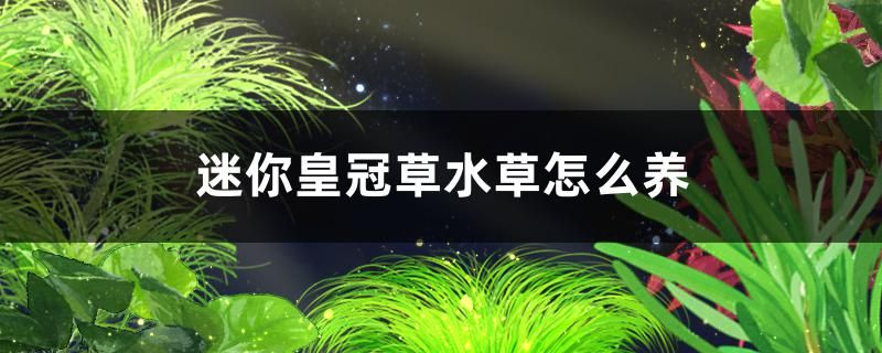 迷你皇冠草水草好養(yǎng)嗎怎么養(yǎng) 金老虎魚 第1張