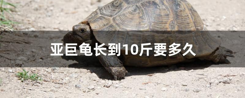 亞巨龜長到10斤要多久 黃金達摩魚 第1張