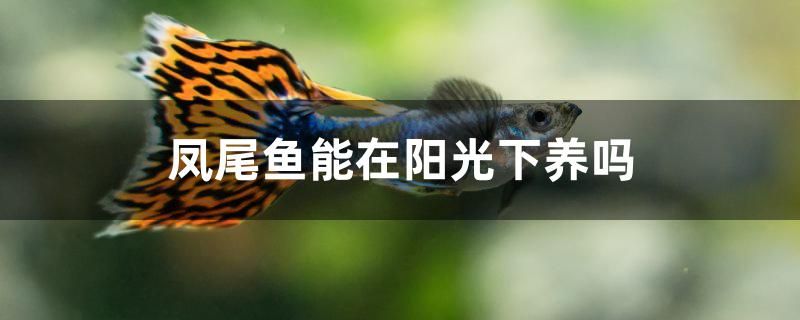 鳳尾魚能在陽光下養(yǎng)嗎 貓貓 第1張