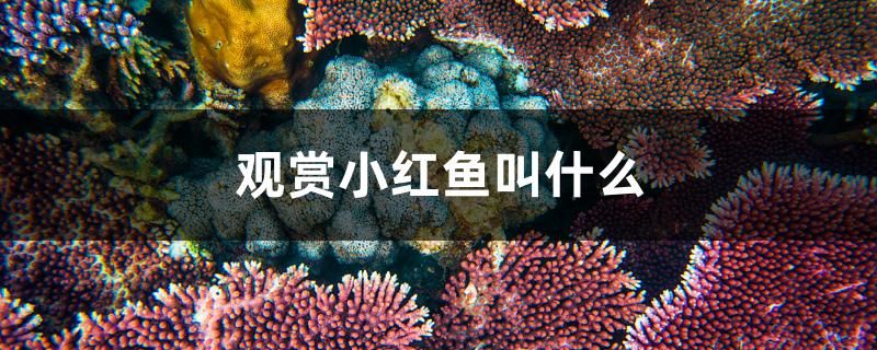 觀賞小紅魚叫什么