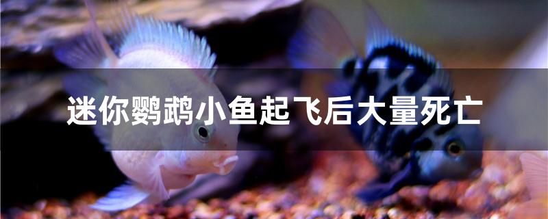 迷你鸚鵡小魚起飛后大量死亡 量子養(yǎng)魚技術(shù) 第1張