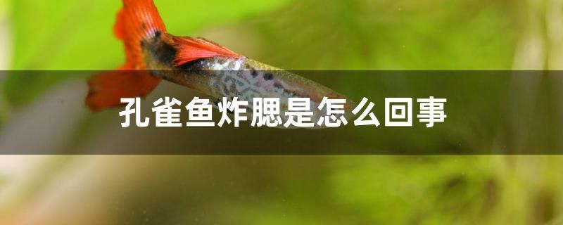 孔雀魚炸腮是怎么回事 養(yǎng)魚的好處 第1張