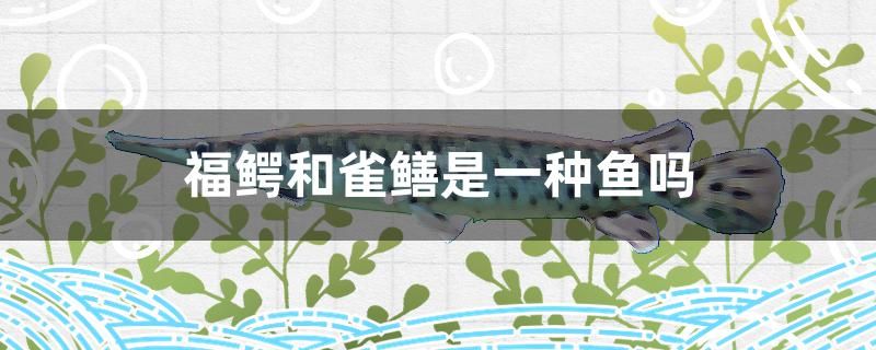 福鱷和雀鱔是一種魚(yú)嗎 白化火箭魚(yú) 第1張