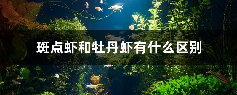 斑點蝦和牡丹蝦有什么區(qū)別 鴨嘴鯊魚 第1張