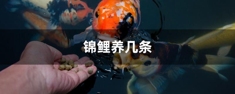 錦鯉養(yǎng)幾條 一眉道人魚 第1張