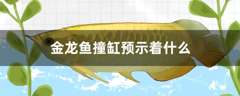 金龍魚撞缸預(yù)示著什么 圖騰金龍魚 第1張