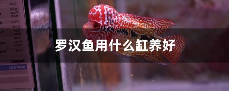 羅漢魚用什么缸養(yǎng)好 斯維尼關(guān)刀魚 第1張