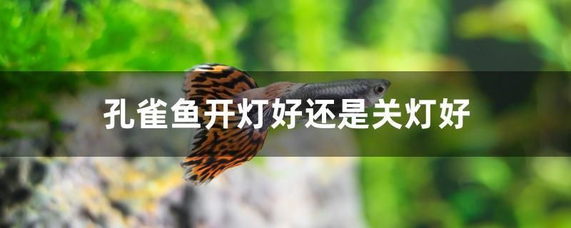 孔雀魚(yú)開(kāi)燈好還是關(guān)燈好 招財(cái)戰(zhàn)船魚(yú) 第1張