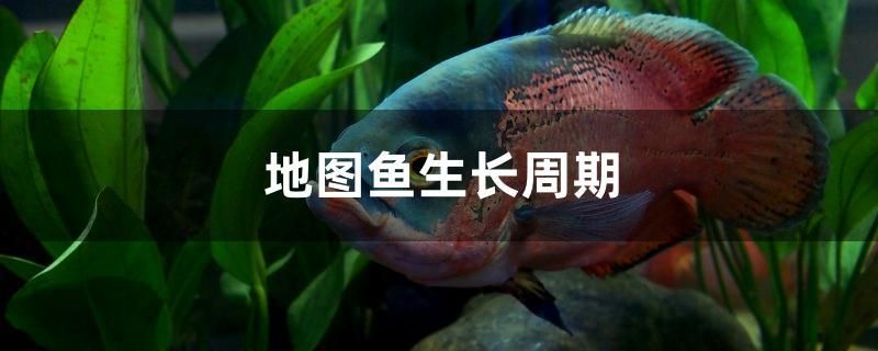 地圖魚生長周期