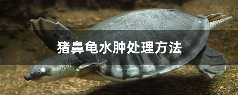 豬鼻龜水腫處理方法 元寶鳳凰魚百科 第1張