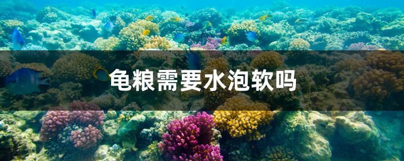 龜糧需要水泡軟嗎 福滿鉆魚 第1張