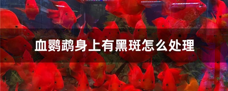 血鸚鵡身上有黑斑怎么處理 黃金斑馬魚 第1張