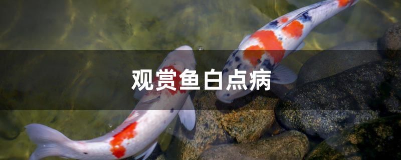 觀賞魚白點病怎么治 黑帝王魟魚 第1張