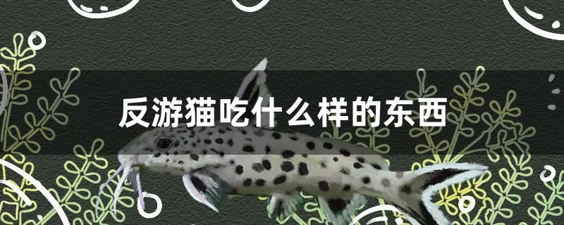 反游貓吃什么樣的東西 龍魚疾病與治療 第1張