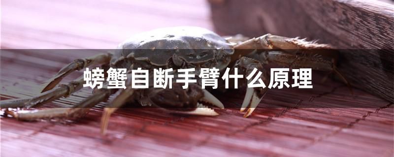 螃蟹自斷手臂什么原理 鴨嘴鯊魚 第1張