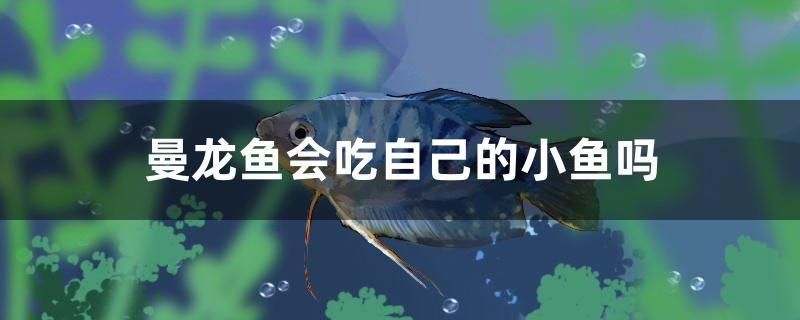 曼龍魚會(huì)吃自己的小魚嗎