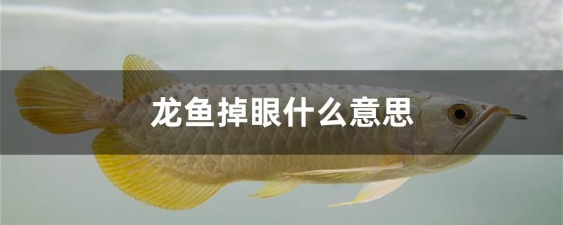 龍魚掉眼什么意思 黃金鴨嘴魚 第1張