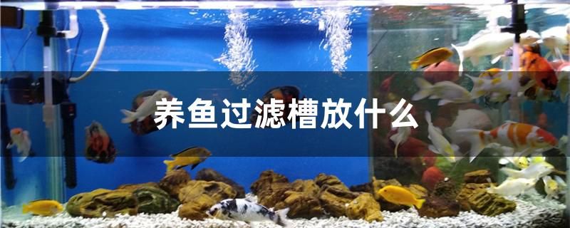 養(yǎng)魚(yú)過(guò)濾槽放什么 青龍魚(yú) 第1張