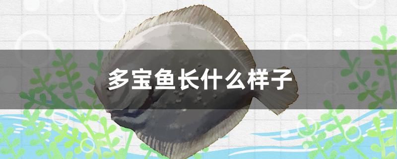 多寶魚長什么樣子 B級過背金龍魚 第1張