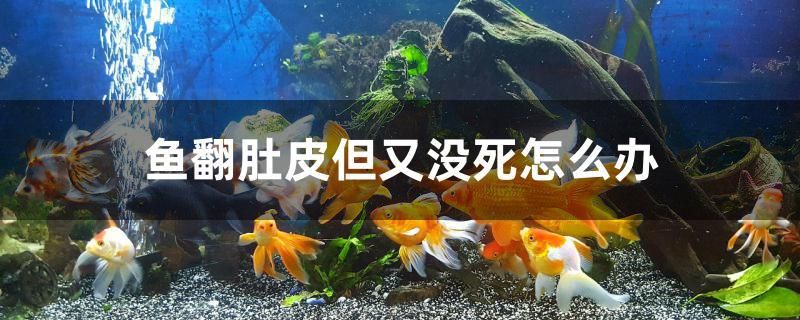 魚翻肚皮但又沒死怎么辦 黑桃A魚 第1張