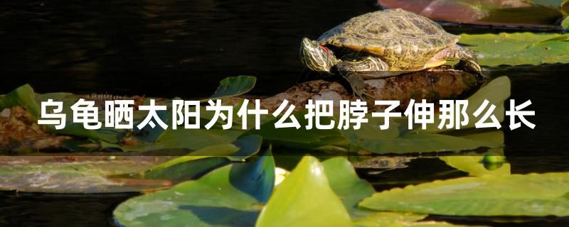 烏龜曬太陽(yáng)為什么把脖子伸那么長(zhǎng) 巴卡雷龍魚(yú) 第1張