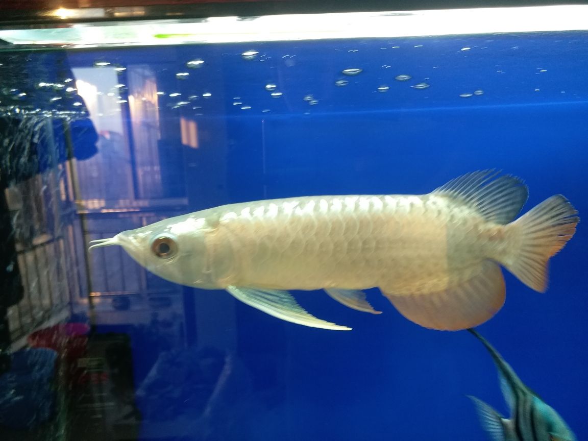 汕頭二手魚缸市場在哪里賣（上海酒店魚缸哪家好）