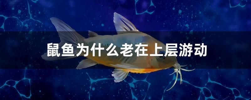 鼠魚為什么老在上層游動 全國水族館企業(yè)名錄 第1張