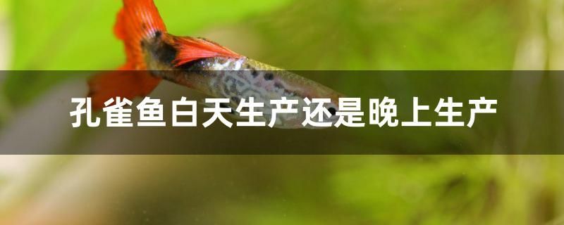 孔雀魚(yú)白天生產(chǎn)還是晚上生產(chǎn) 進(jìn)口元寶鳳凰魚(yú) 第1張