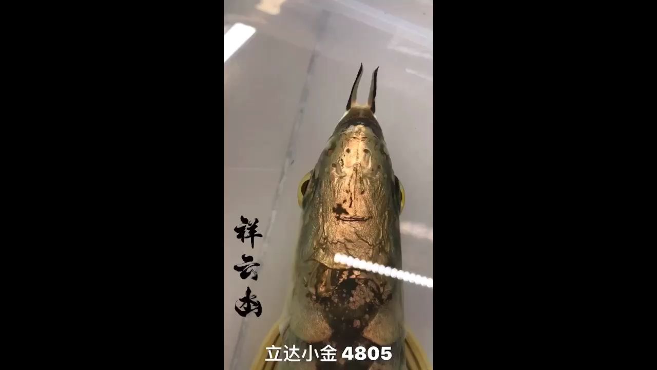 金龍魚最好的是哪一個(gè)品種圖片（ 最好的金龍魚價(jià)格是多少錢?） BD魟魚