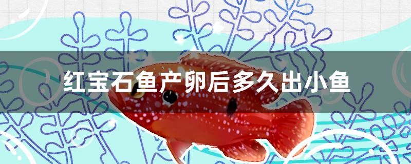 紅寶石魚(yú)產(chǎn)卵后多久出小魚(yú) 粗線銀版魚(yú) 第1張