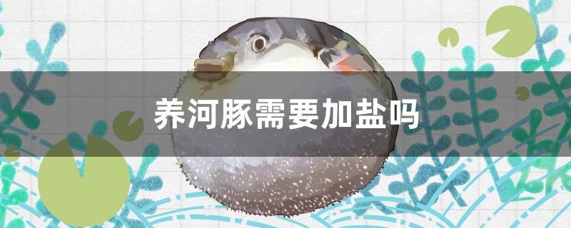 養(yǎng)河豚需要加鹽嗎 黃金貓魚百科 第1張