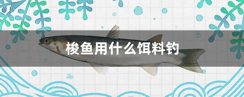 梭魚用什么餌料釣 祥龍水族醫(yī)院 第1張