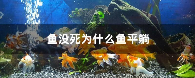 魚沒死為什么魚平躺 南美異型魚 第1張