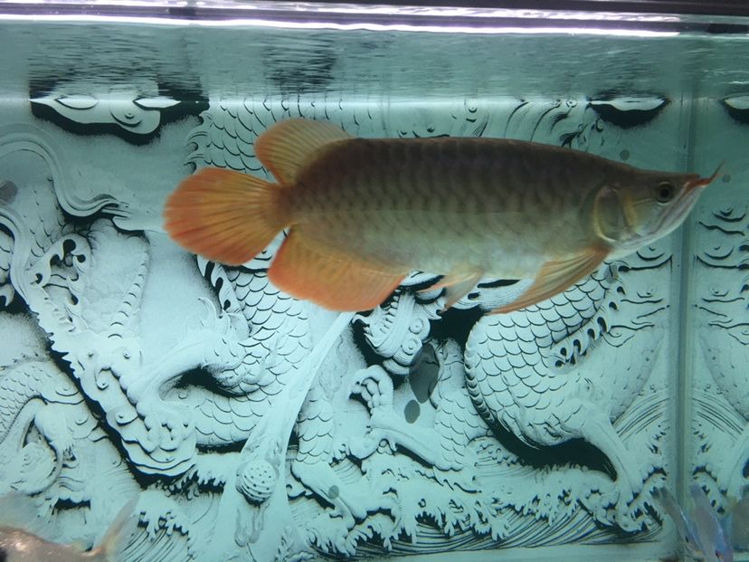 汕頭二手魚缸市場在哪里賣（上海酒店魚缸哪家好） 熊貓異形魚L46 第2張